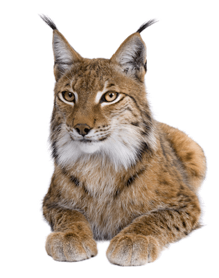 Lynx Close Up