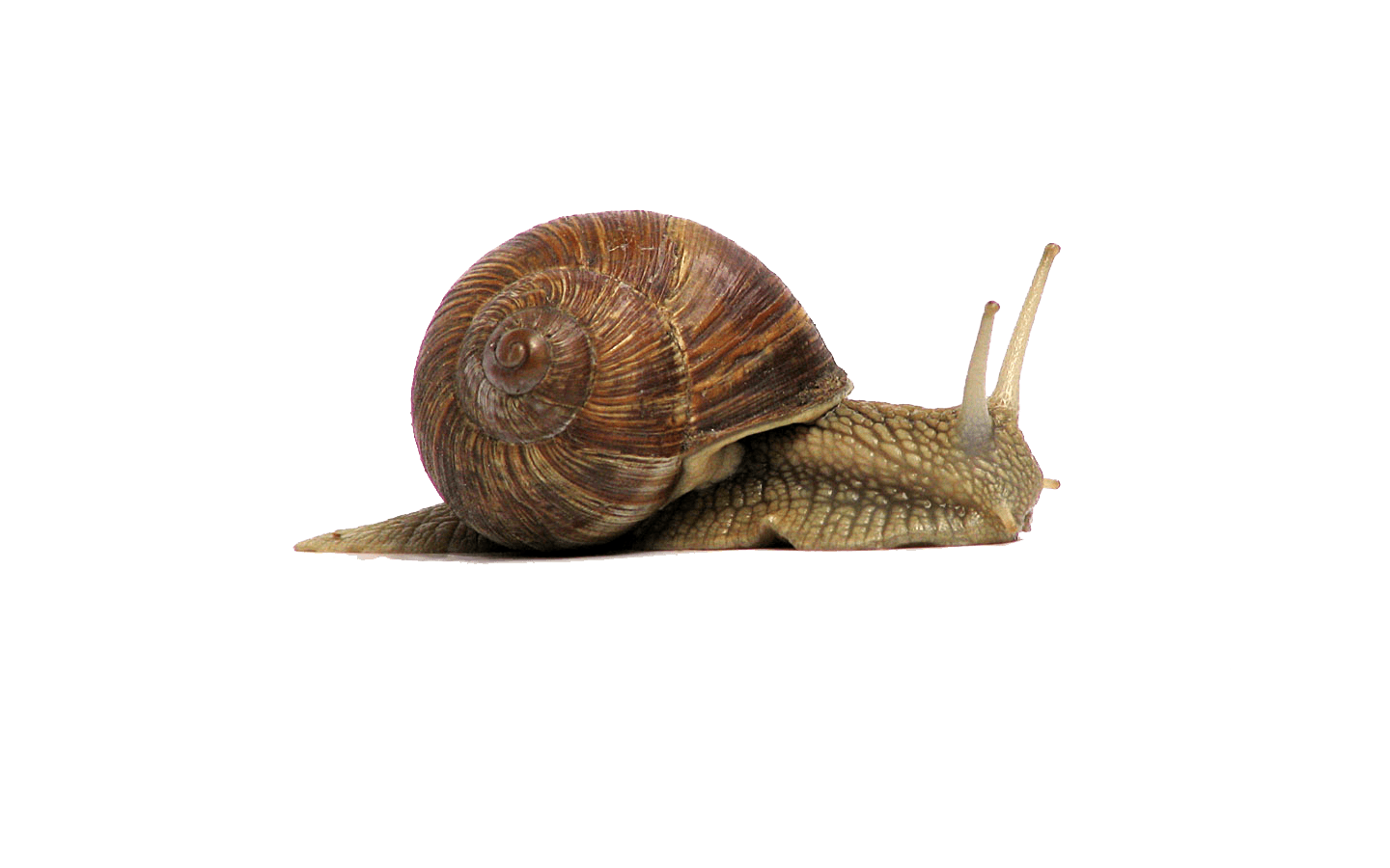 Snail Brown