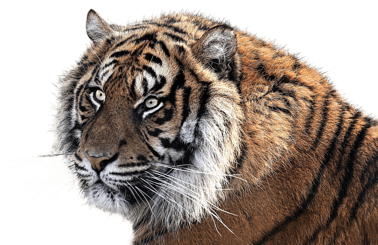 Tiger Head Side View