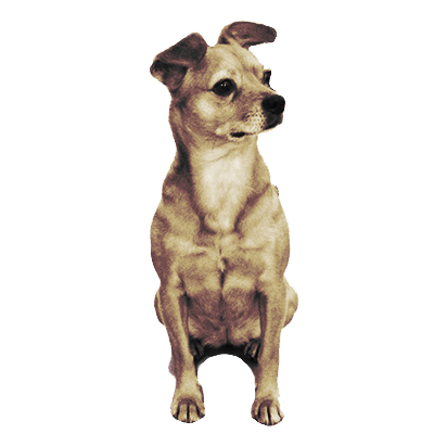 Cute Little Dog Looking Right