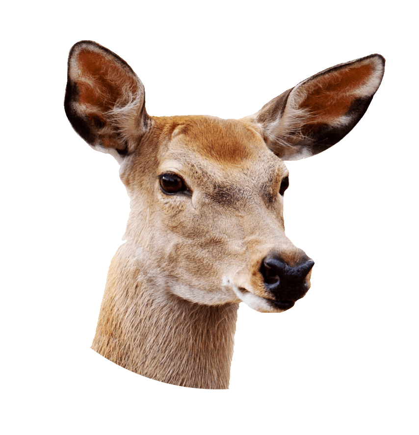 Female Deer Close Up